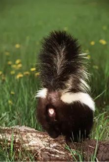 Skunk: Striped Skunk - Defence Position
