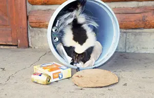 Skunk: Striped Skunk - at dustbin