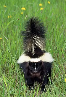 Skunk: STRIPED SKUNK - in field