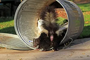 Skunk: Striped Skunk - scavenging in the rubbish / dustbin
