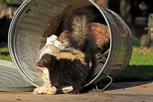Skunk: Striped Skunk - scavenging in the rubbish / dustbin