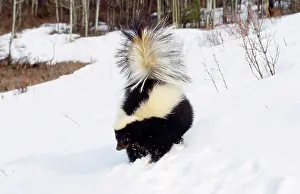 Skunk: STRIPED SKUNK - IN SNOW