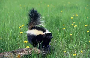 Skunk: STRIPED SKUNK - standing on log