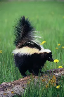 Skunk: STRIPED SKUNK - standing on log
