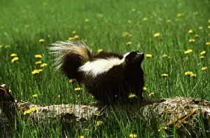 Skunk: STRIPED SKUNK - standing on trunk