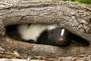 Skunk: Striped Skunk in wood hollow