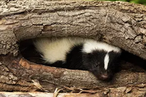 Skunk: Striped Skunk in wood hollow