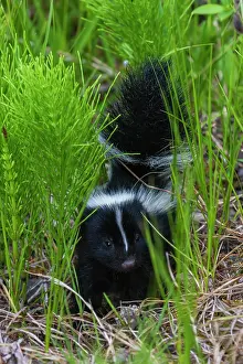 Curious: Striped skunk youngster near hiking trail, Montana