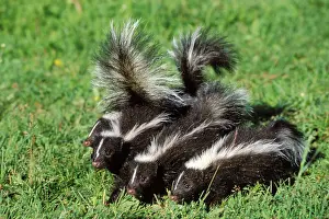 Skunks: Striped Skunks - young