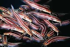 Catfishes: Striped / Stinging Catfish
