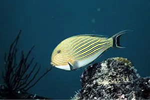 Valerie & Ron Taylor: STRIPED SURGEONFISH