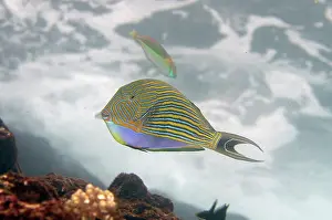 Surgeonfish: Striped Surgeonfish