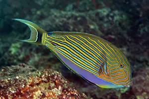 Surgeonfish: Striped Surgeonfish Fish Bowl dive site, Gili Lawa