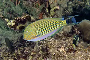 Surgeonfish: Striped Surgeonfish - Post 2 dive site, Menjangan Island, Bu