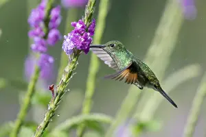 Blooming: Striped-tailed hummingbird (Eupherusa eximia)