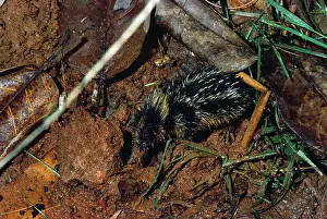 Semispinosus: STRIPED TENREC