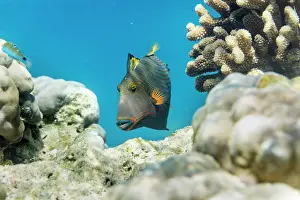 290421: Striped Triggerfish - Coral - Maldives
