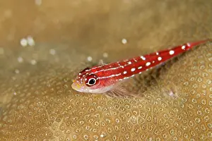 Triplefin: Striped Triplefin