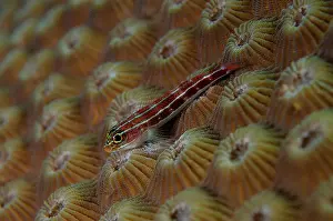 Neon: Striped Triplefin