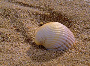Venus: Striped venus clam - embedded in sand