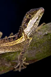 Temporalis: Striped water dragon (Lophognathus temporalis)