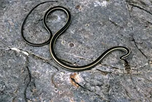 Masticophis: Striped Whipsnake