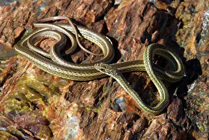 Chewing: Striped Whipsnake