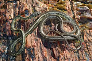 Chewing: Striped Whipsnake