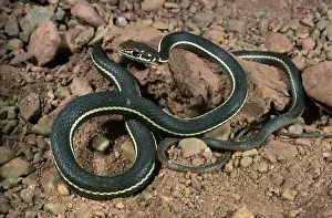 Masticophis: Striped Whipsnake