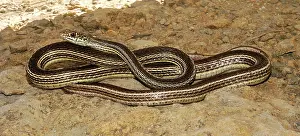 Masticophis: Striped Whipsnake