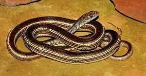 Masticophis: Striped Whipsnake