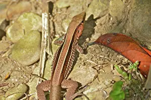 Ameiva: Striped Whiptail Lizard or 4-lined Ameiva