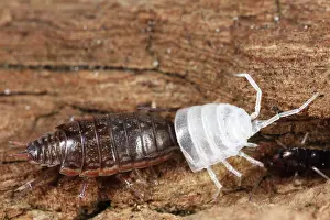 Woodlouse: Striped Woodlouse