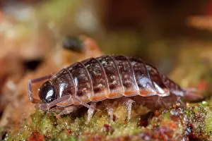Woodlouse: Striped Woodlouse