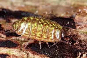 Woodlouse: Striped Woodlouse