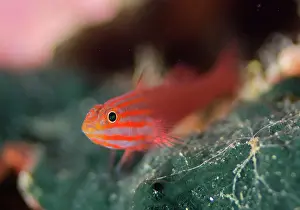Ampat: Stripedhead Dwarfgoby