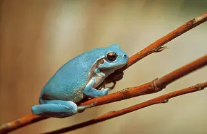 Stripeless: Stripeless / Mediterranean TREEFROG