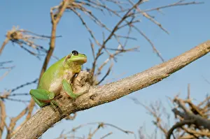 Stripeless: Stripeless Tree Frog - in habitat