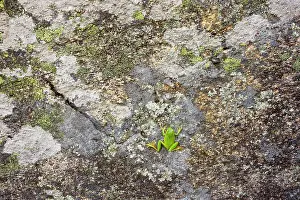 Stripeless: Stripeless Tree Frog - on lichen-covered rock