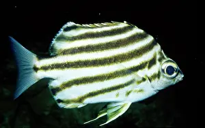 Stripey: STRIPEY fish
