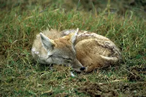 Stripped: Side Stripped Jackal