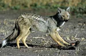 Stripped: Side Stripped Jackal - feeding