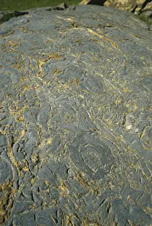 Colonial: Stromatolite Fossils