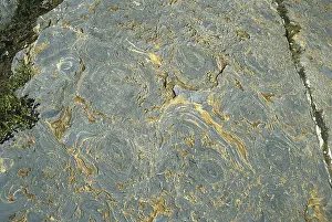 Colonial: Stromatolite Fossils