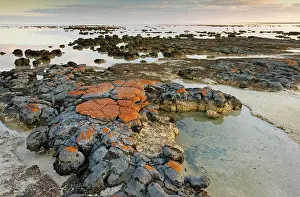 Stromatolite: Stromatolites