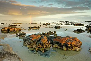 Stromatolite: Stromatolites