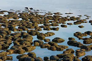 Stromatolite: Stromatolites