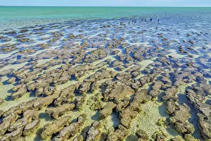 Bacterium: Stromatolites at low tide - Hamelin Pool - Shark