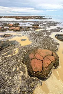 Bacterium: Stromatolites at low tide - Hamelin Pool - Shark