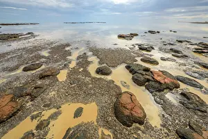 Bacterium: Stromatolites at low tide - Hamelin Pool - Shark